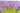 Blooming lavender field under soft natural light