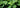 Vibrant green lotus leaves bathed in natural sunlight