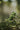 Close-up of sunlit green leaves with a soft, blurred natural background