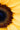 Close-up macro photograph of a vibrant yellow sunflower with intricate petals and golden centre