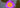 Vibrant purple violet water lily in full bloom, symbolizing crown chakra and violet energy