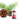 Spruce Essential Oil - Colour Energy Canada Retail